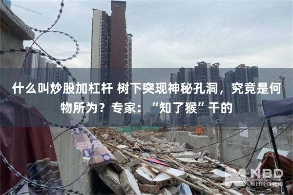 什么叫炒股加杠杆 树下突现神秘孔洞，究竟是何物所为？专家：“知了猴”干的
